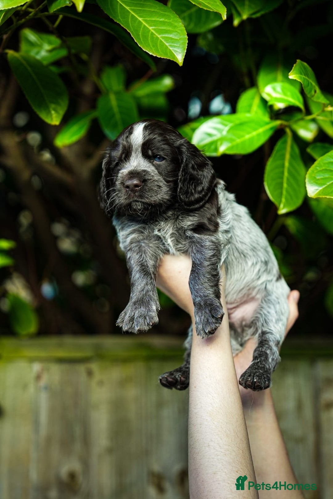 Cocker Spaniel dogs for sale: KC Registered Working Cocker Spaniel Puppies  - Advert 4