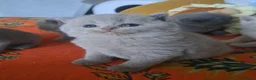 British Shorthair cats for sale: Chunky BSH&BLH kittens - Advert 13