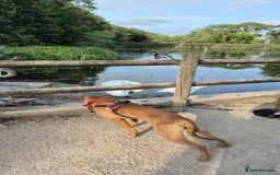 Mixed Breed dogs for sale: Looking for a forever home  - Image 4