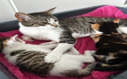 Mixed Breed cats for sale: Last girl left  - Image 4