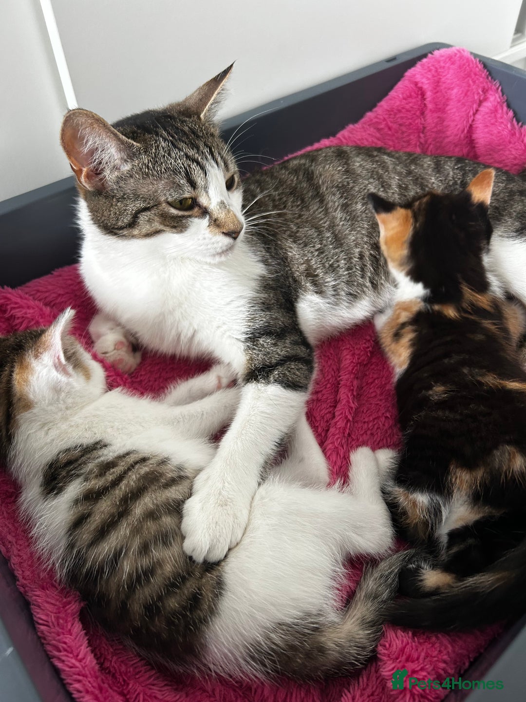 Mixed Breed cats for sale: Last girl left  - Image 4