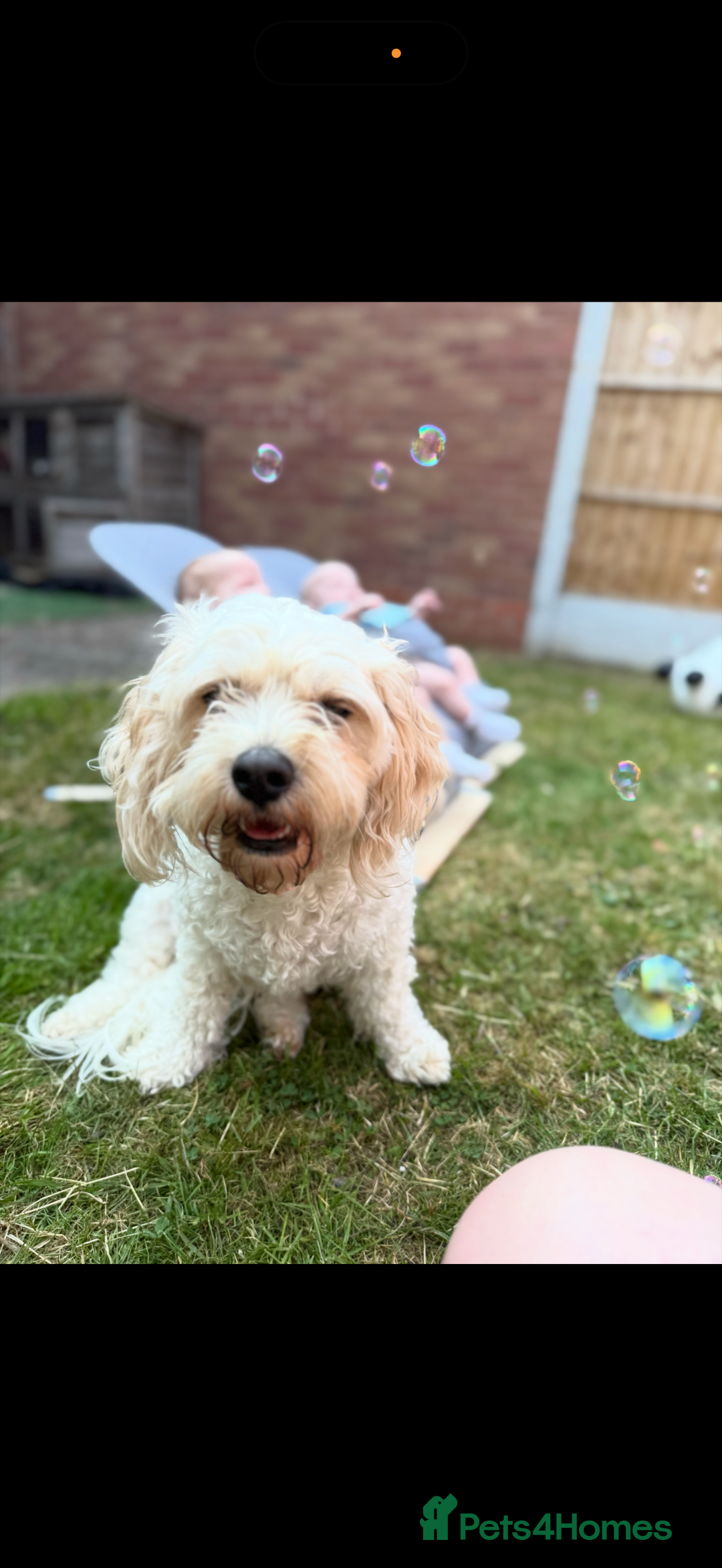 Cavachon dogs for sale: Cavachon boys - Advert 3