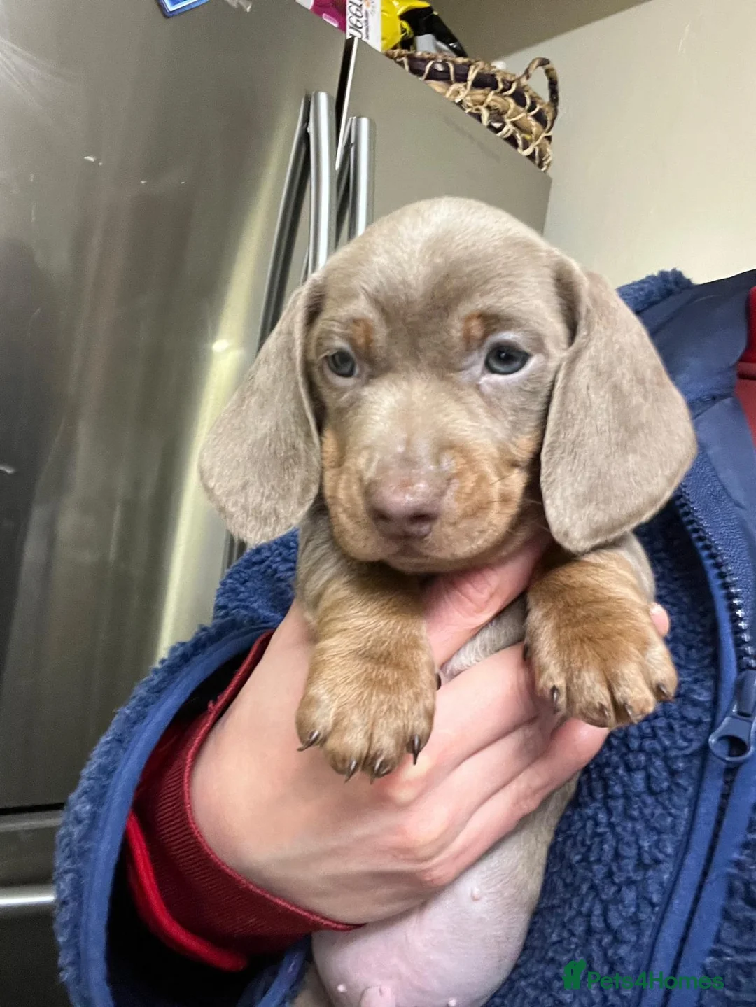 Miniature Dachshund dogs for sale: Only 2 Girls and 1 Boy Left  - Advert 13