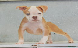 Olde English Bulldogge dogs for sale: 23 YEARS EXPERIENCE, 5⭐️RATED LICENSED.  - Image 7