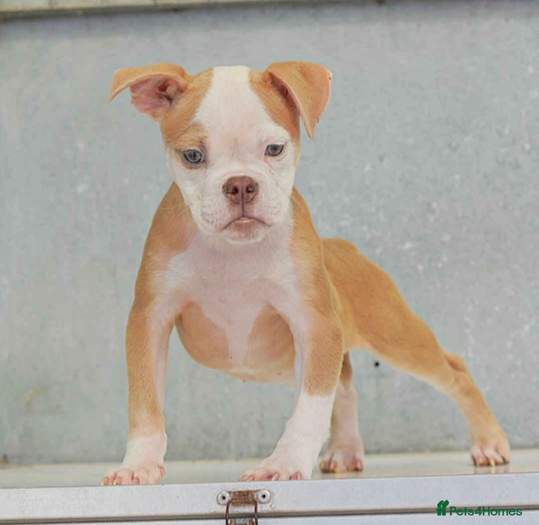 Olde English Bulldogge dogs for sale: 23 YEARS EXPERIENCE, 5⭐️RATED LICENSED.  - Image 7