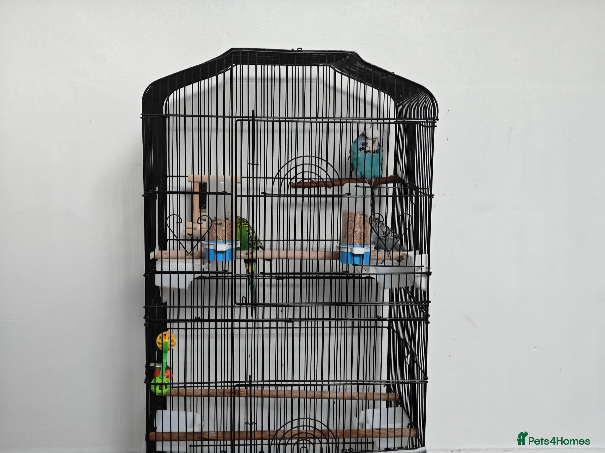 Budgerigars birds 3 Exhibition Budgies with cage & Accessories - Advert 2