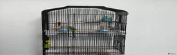 Budgerigars birds for sale: 3 Exhibition Budgies with cage & Accessories - Advert 2