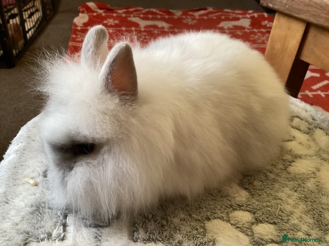 Mini Lion Lop rabbits for sale: Stunning lion lop baby rabbits - Advert 7