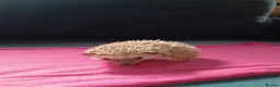 Pygmy Hedgehog rodents for sale: Baby African pygmy hedgehogs for sale  in Leicester - Advert 3