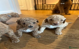 Cavapoo dogs for sale: Cavapoo Puppies for Sale - Image 10