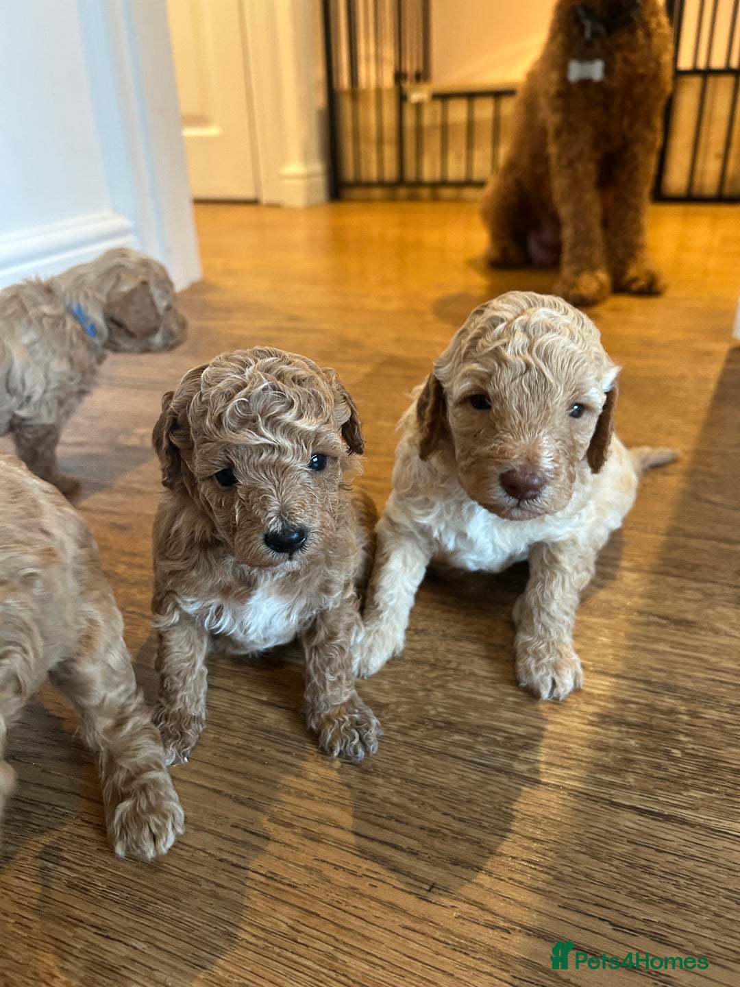 Cavapoo dogs for sale: Cavapoo Puppies for Sale - Image 10