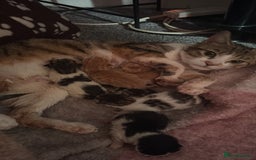 Mixed Breed cats for sale: Kittens  - Image 10