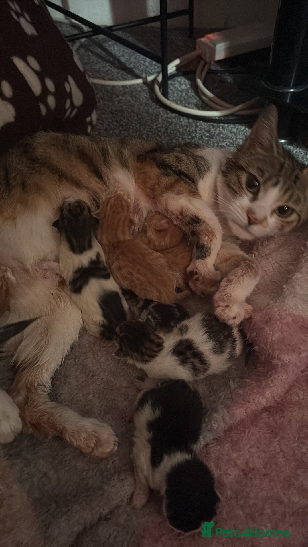 Mixed Breed cats for sale: Kittens  - Image 10
