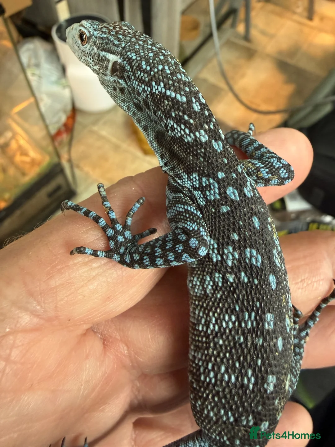 Monitor reptiles for sale: Blue Tree Monitor Male - Advert 2