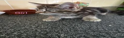 Mixed Breed cats for sale: Kittens looking for their forever homes - Advert 11