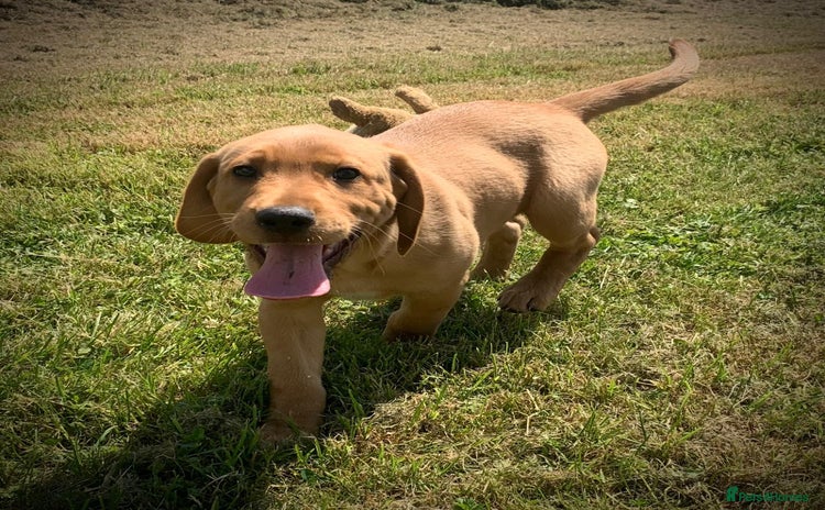 Cockerdor dogs - Advert 1