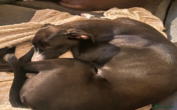 Mixed Breed dogs for sale: ATHENA - LURCHER X GREYHOUND PUP - Advert 1