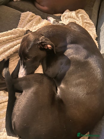 Mixed Breed dogs ATHENA - LURCHER X GREYHOUND PUP - Advert 1