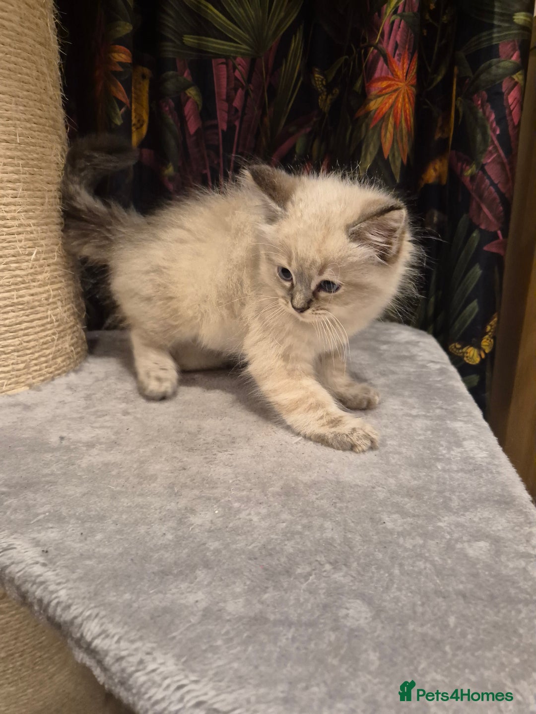 Ragdoll cats for sale: Beautiful Mink Ragdoll Kittens - Image 4