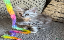 Maine Coon cats for sale: TICA Registered Maine Coon Kittens - Image 11
