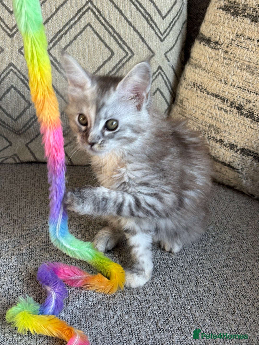 Maine Coon cats for sale: TICA Registered Maine Coon Kittens - Image 11