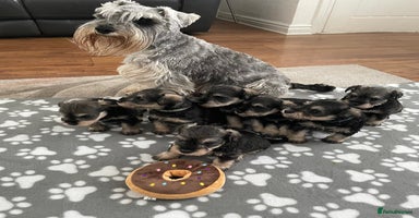 Miniature Schnauzer dogs - Advert 4