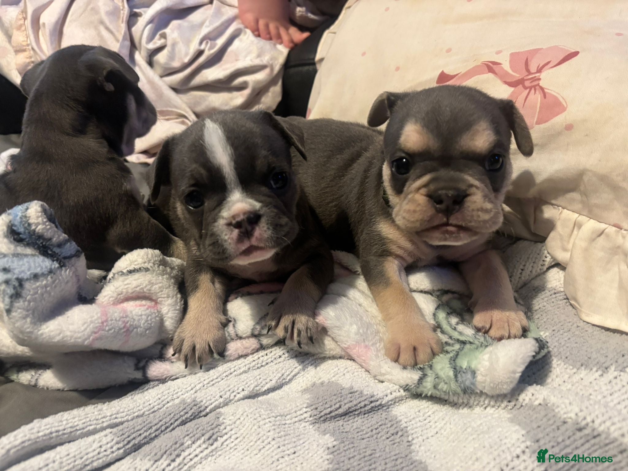Mixed Breed dogs French X English bulldog puppies - Advert 4