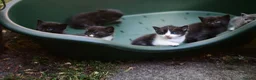Mixed Breed cats for sale: Beautiful Black Female Kitten - Advert 11