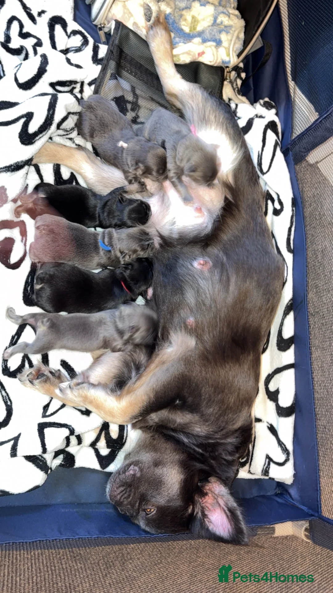 French Bulldog dogs for sale: 6 long haired French bulldogs for sale in Poulton-le-Fylde - Advert 2