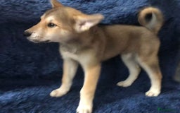 Mixed Breed dogs for sale: **REDUCED** READY NOW! Japanese Akita Puppies - Image 9
