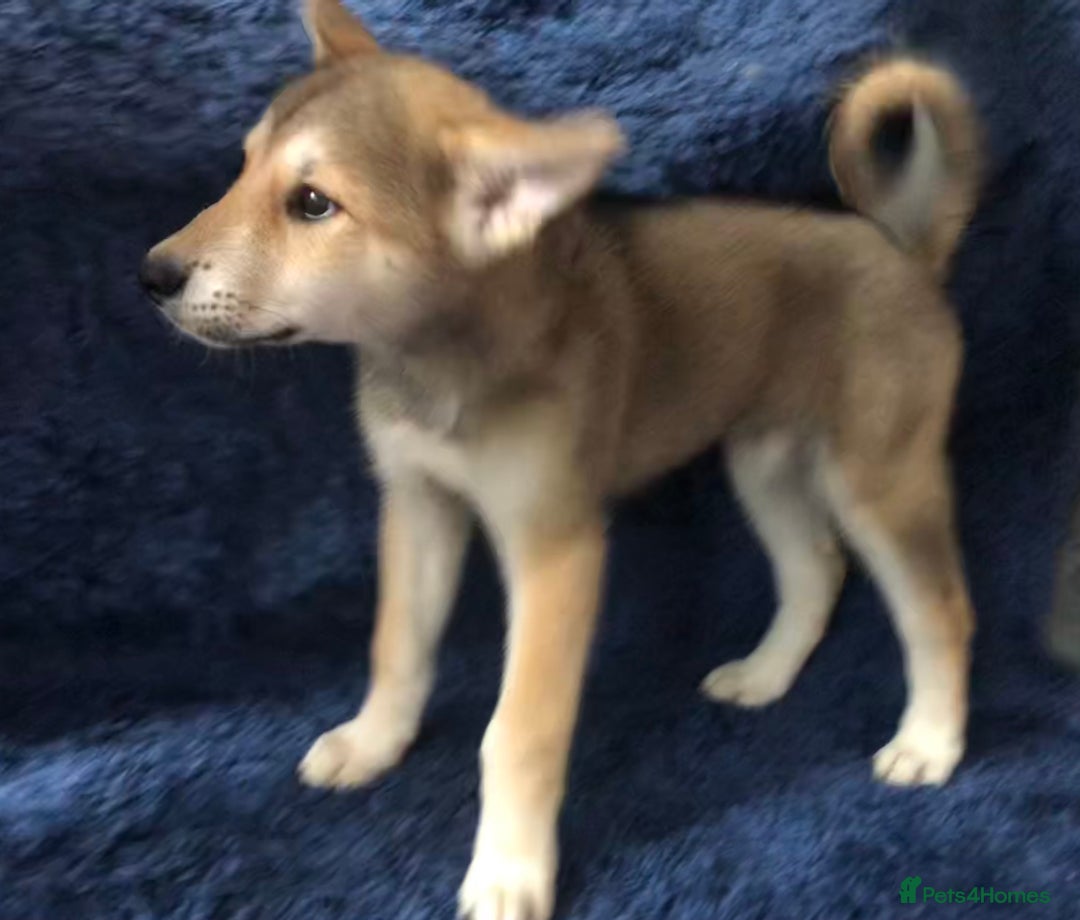Mixed Breed dogs for sale: **REDUCED** READY NOW! Japanese Akita Puppies - Image 9