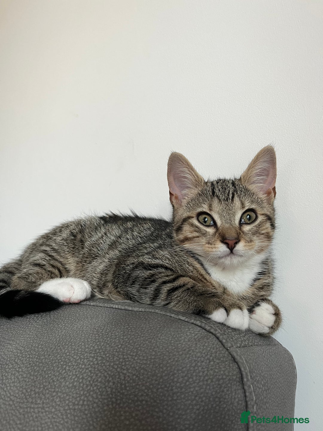 Mixed Breed cats for sale: Hazel,  ** ! - Advert 1