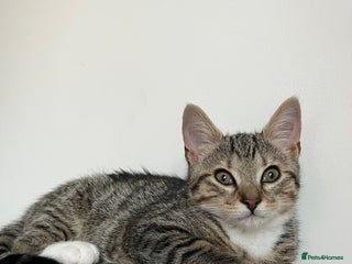 Mixed Breed cats Hazel, FREE to good home! - Advert 1