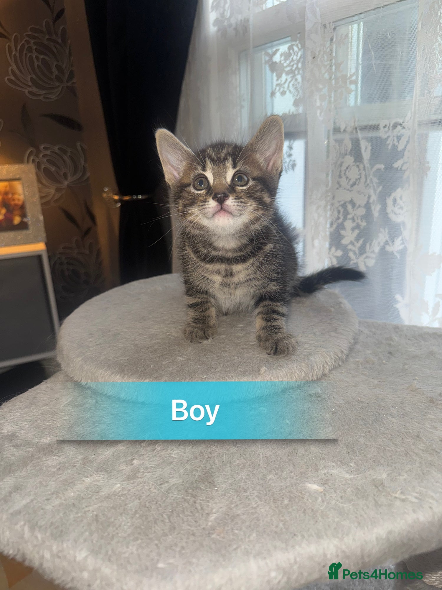 Mixed Breed cats for sale: 6 beautiful chunky kittens  - Advert 8