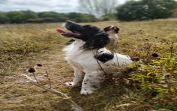 English Springer Spaniel dogs for sale: English Springer Spaniel (boy) - Image 1