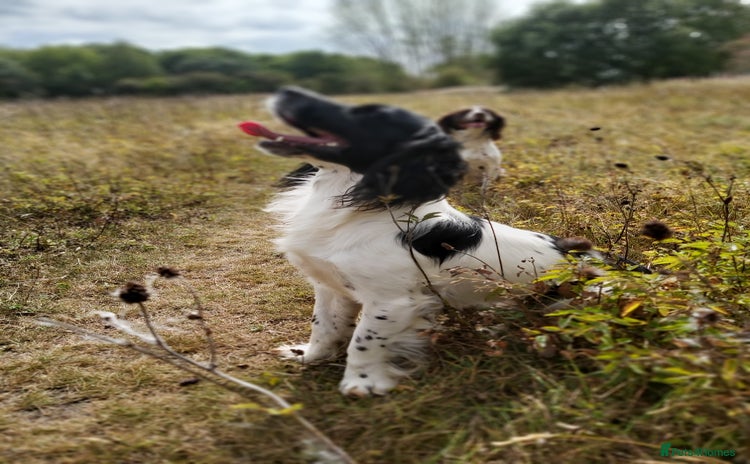 English Springer Spaniel dogs - Advert 4