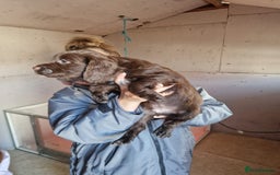 Sprocker dogs for sale: Beautiful sprocker puppies - Advert 8