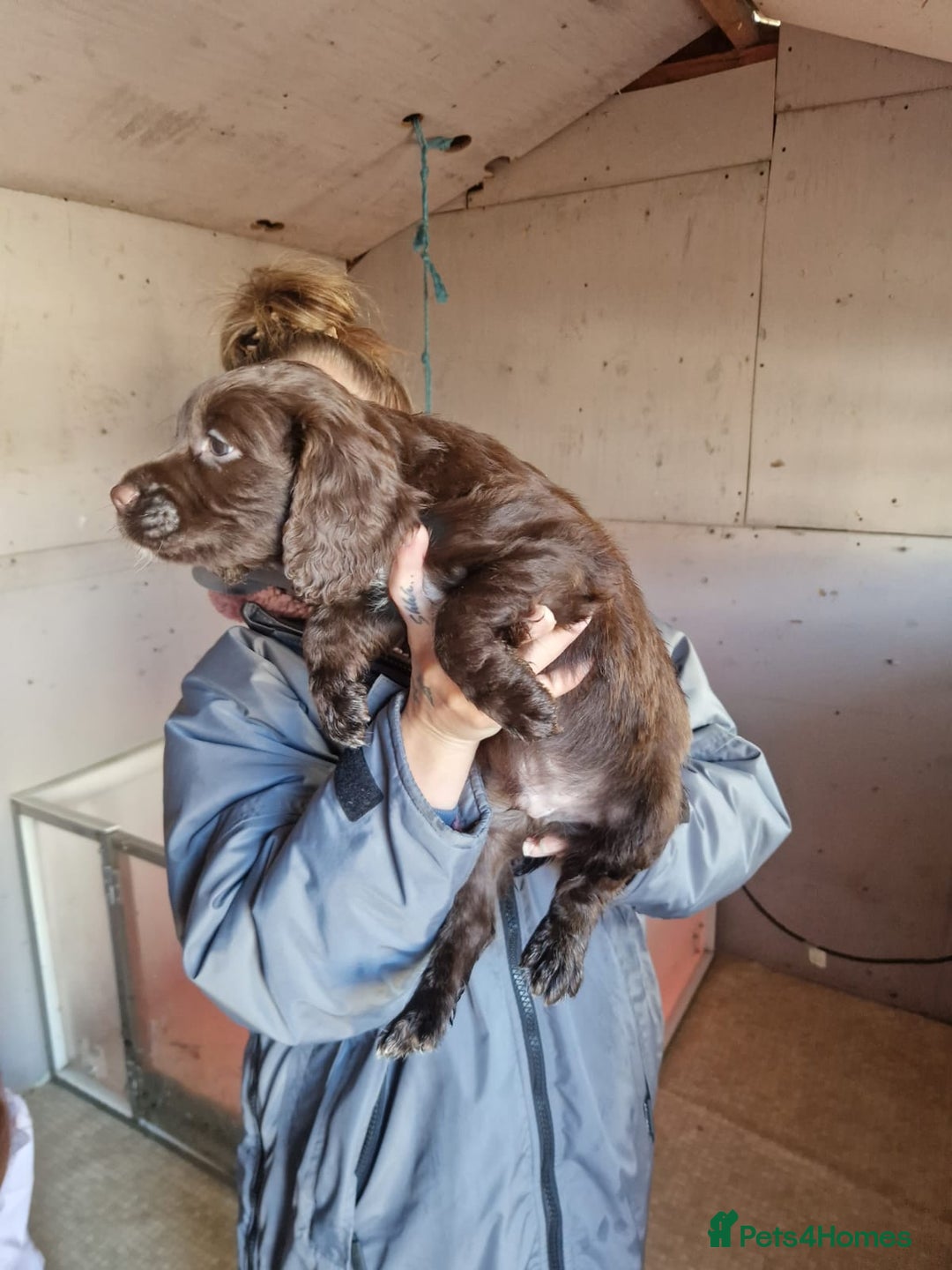 Sprocker dogs for sale: Beautiful sprocker puppies - Advert 8