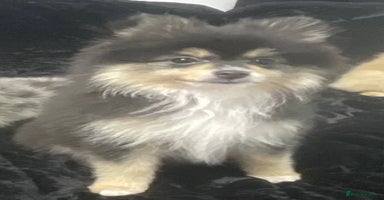 Pomeranian dogs - Advert 5