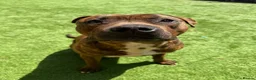 Staffordshire Bull Terrier dogs for sale: Male Staffy  in Castleford - Advert 1