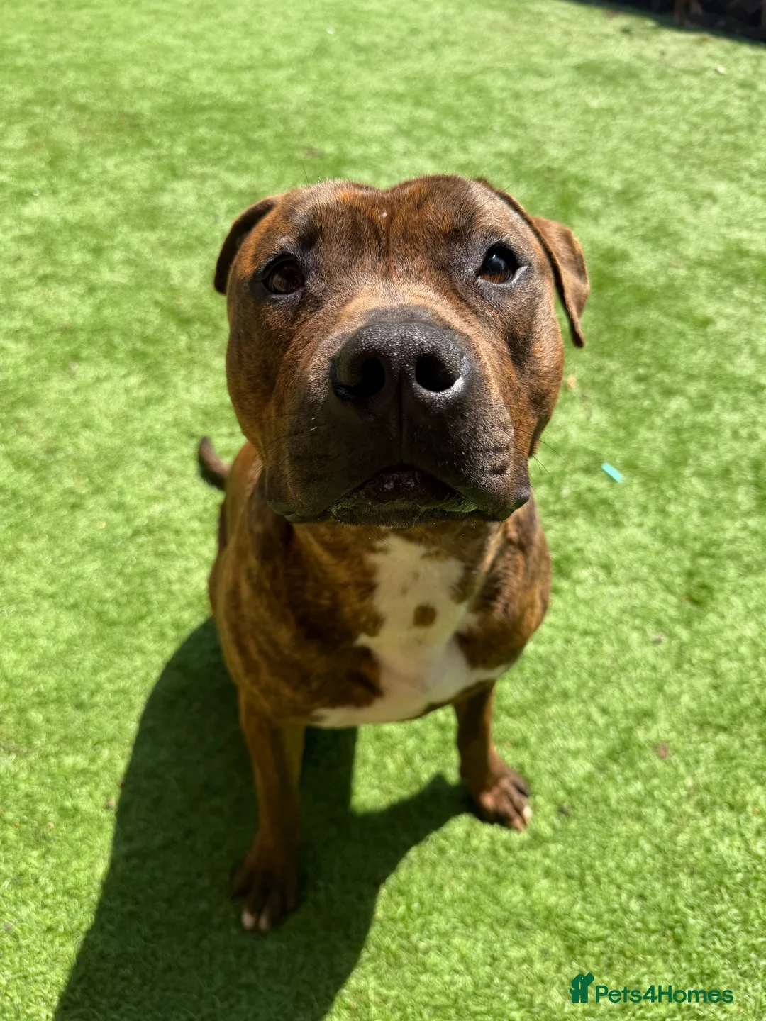 Staffordshire Bull Terrier dogs for sale: Male Staffy  in Castleford - Advert 1
