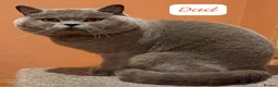 British Longhair cats for sale: British Shorthair & Longhair Kittens - Advert 13