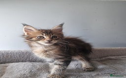 Maine Coon cats for sale: LAST FEMALE!!Beautiful maine coons - Image 4