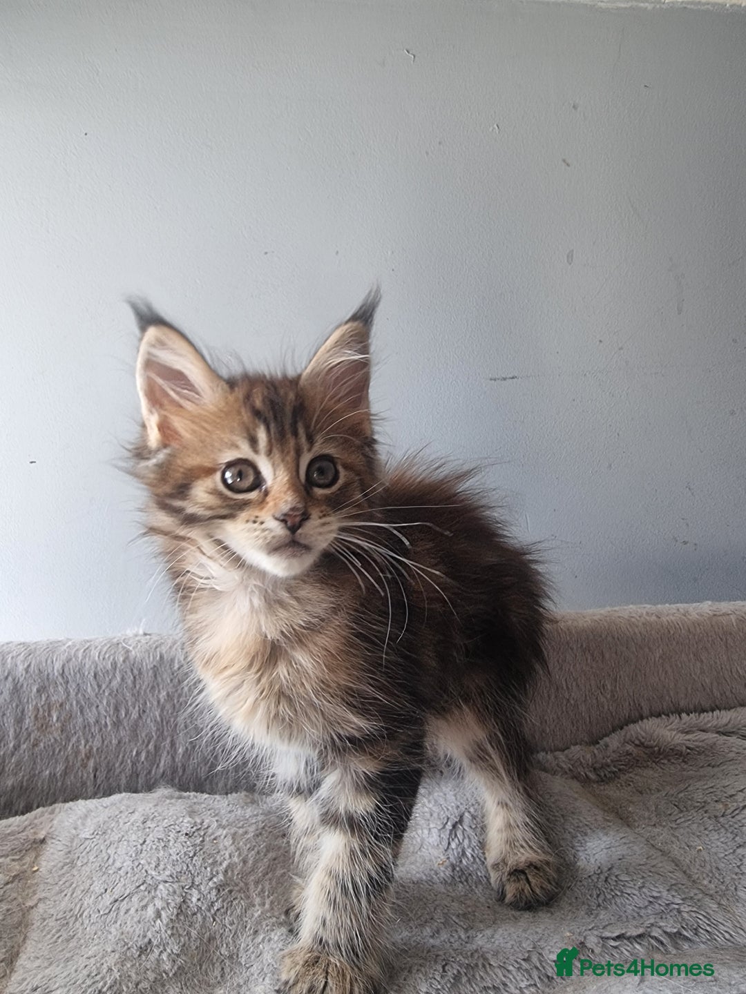 Maine Coon cats for sale: LAST FEMALE!!Beautiful maine coons - Image 4