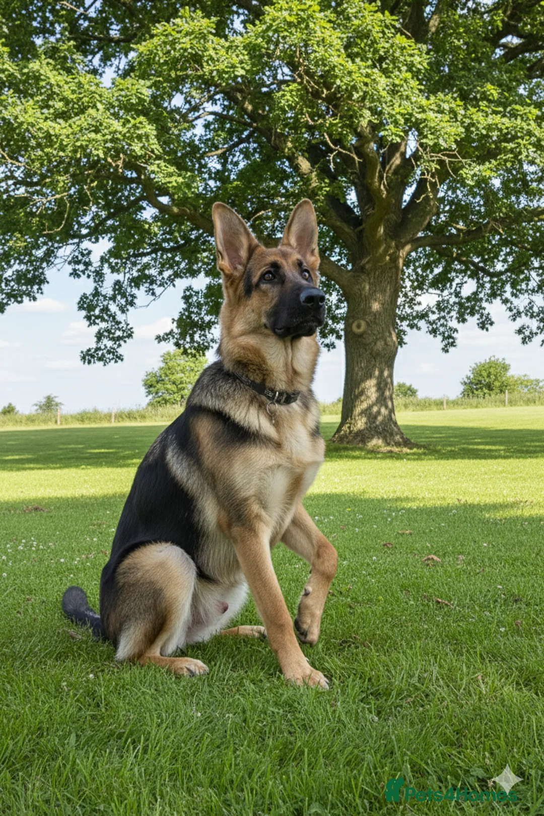 German Shepherd dogs for stud: German shepherd for stud - Advert 2