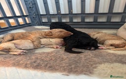 Mixed Breed dogs for sale: Beautiful Cockapoo puppies  - Image 11