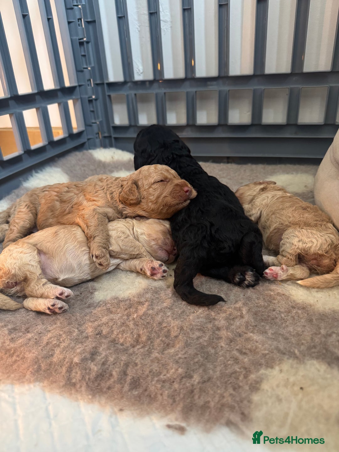 Mixed Breed dogs for sale: Beautiful Cockapoo puppies  - Image 11