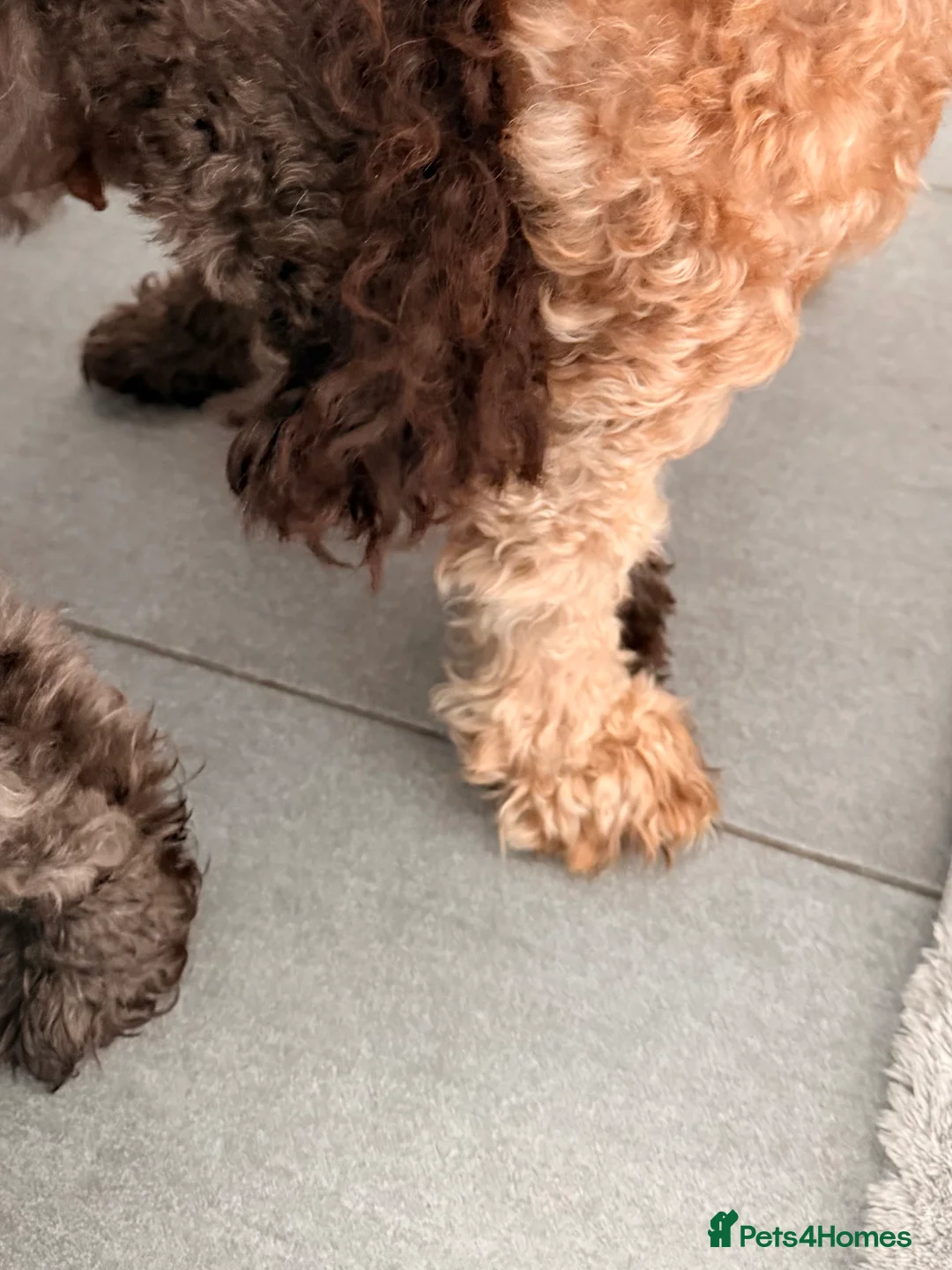 Cockapoo dogs for sale: Cockapoos Due 11th February- Waiting List Open - Advert 19