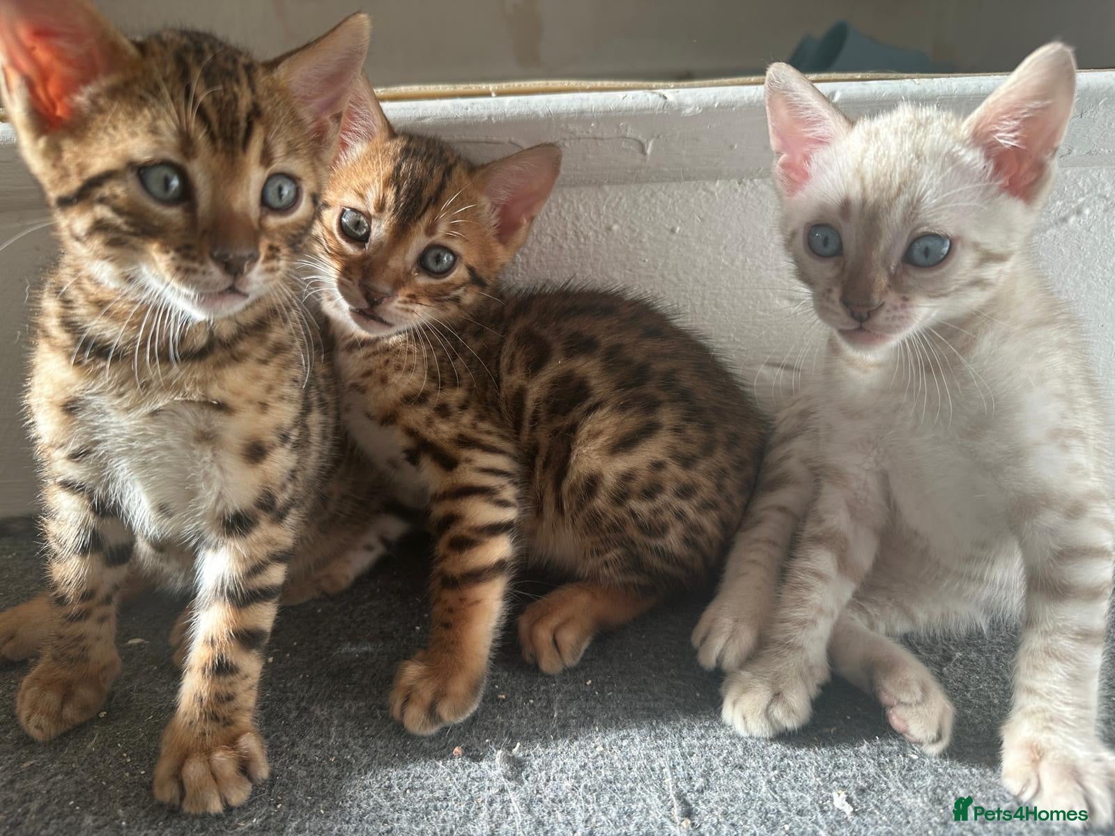 Bengal cats 3 pure bengals boys available  - Advert 1