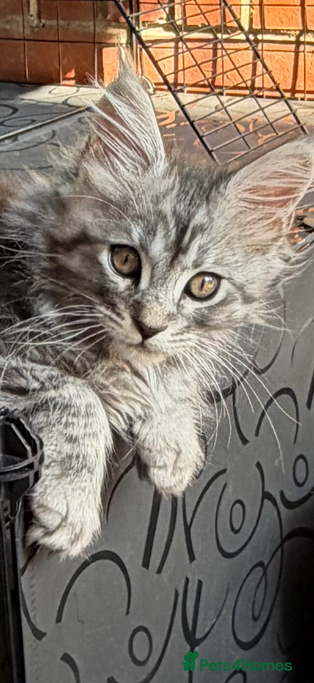Maine Coon cats for sale: Beautiful Mainecoon kittens ready for loving homes - Advert 2